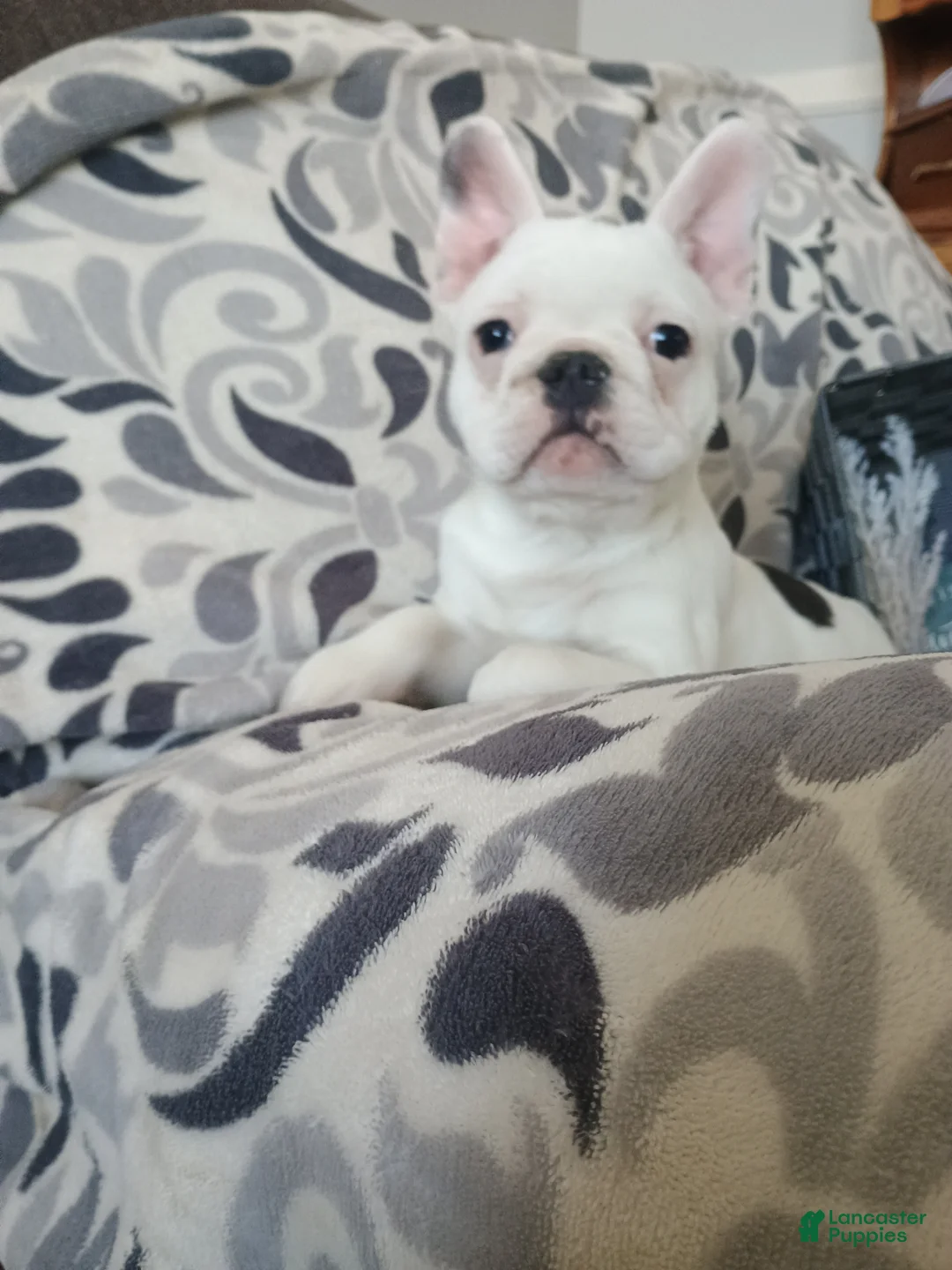 French Bulldog dogs for sale: French Bulldog Puppy 1 - Ad 2