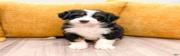 Mini Bernedoodle dogs for sale: Jewel - Ad 8