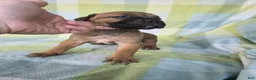 Cane Corso dogs for sale: ICCF Sonya  - Ad 7
