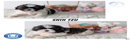 Shih Tzu dogs for sale: Ezi  - Ad 13