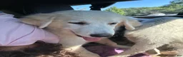 Great Pyrenees dogs for sale: Great Pyrenees Female aka Ginger - Ad 4