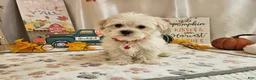 Maltipoo dogs for sale: Carlo Lynne - Ad 6