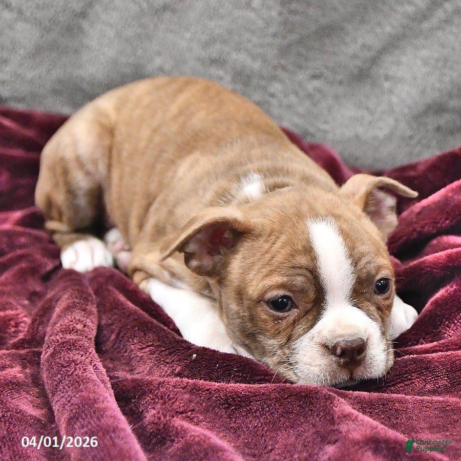 Boston Terrier dogs Howie - Ad 1