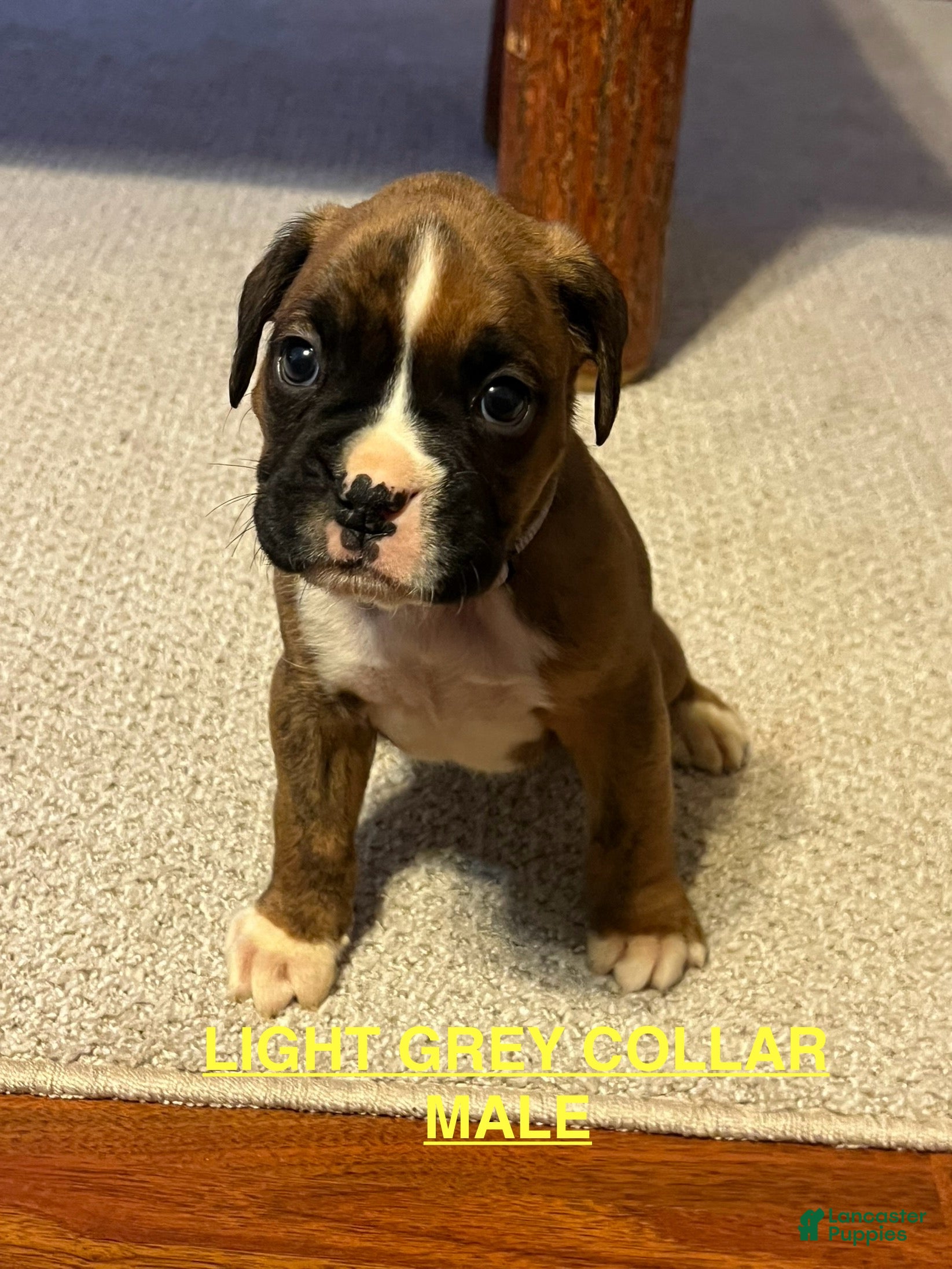 Boxer dogs Boxer Puppy 5 - Ad 8