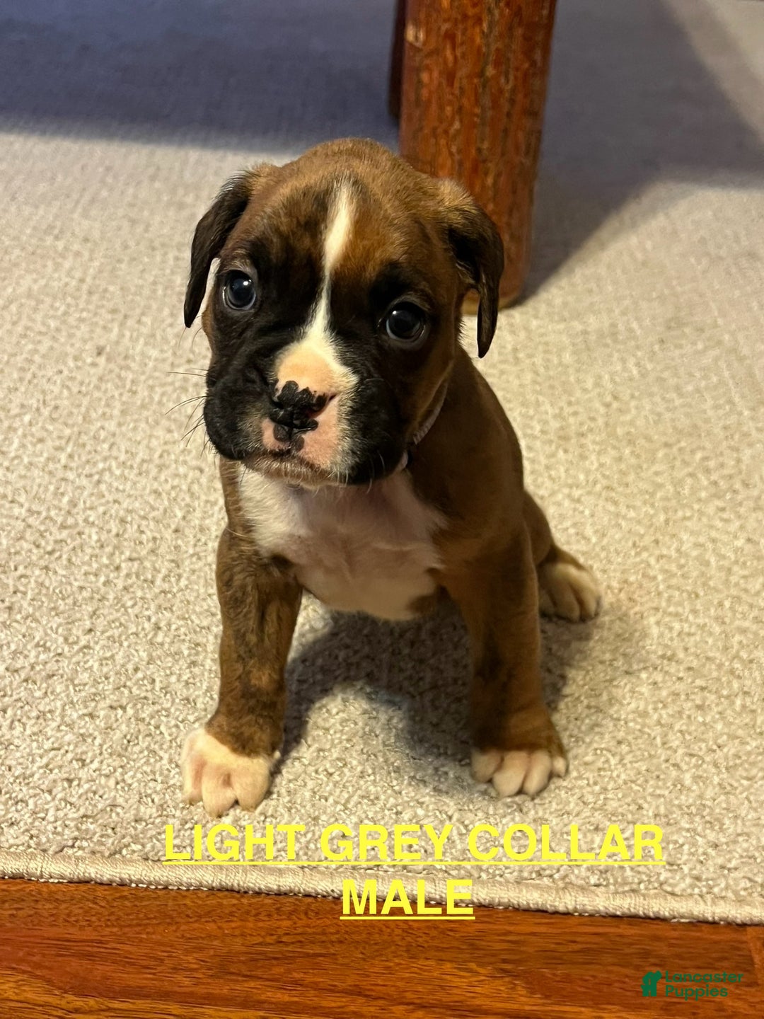 Boxer dogs for sale: Boxer Puppy 5 - Ad 1
