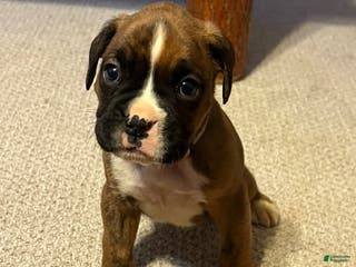 Boxer dogs Boxer Puppy 5 - Ad 37