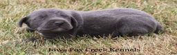 Great Dane dogs for sale: Sapphire - Ad 3