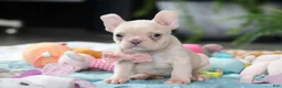 French Bulldog dogs for sale: Sofia - Ad 5