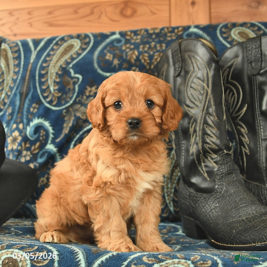 Cavapoo dogs Tucker  - Ad 1