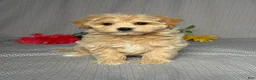 Maltipoo dogs for sale: Hunter - Ad 1