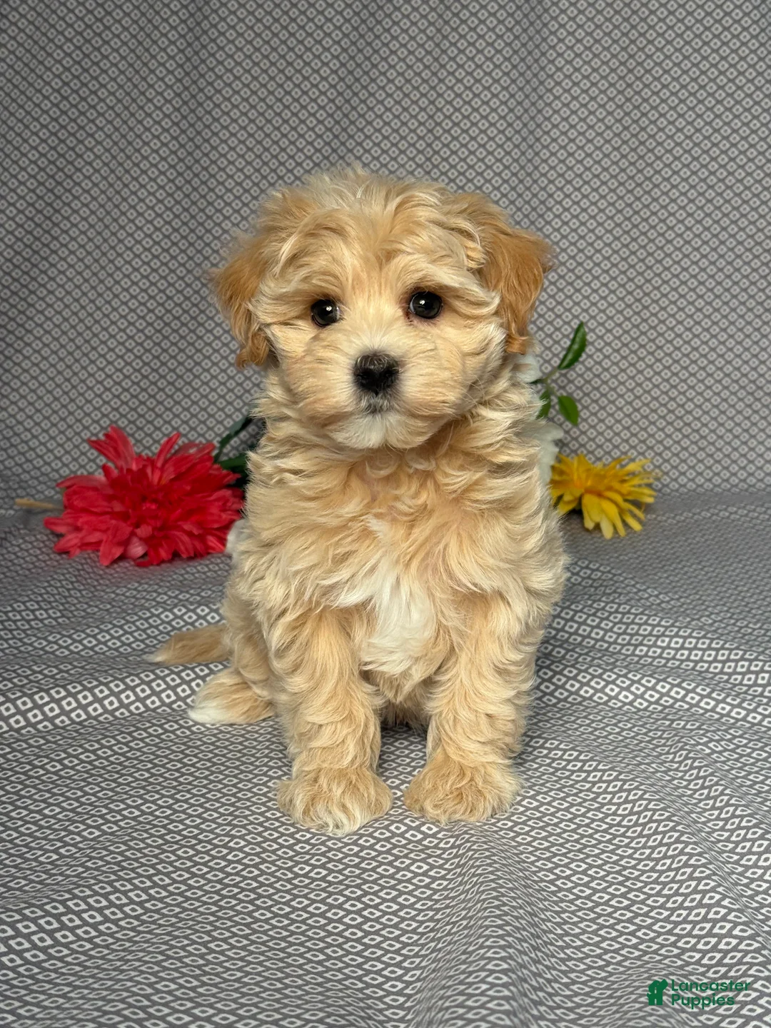 Maltipoo dogs for sale: Hunter - Ad 1