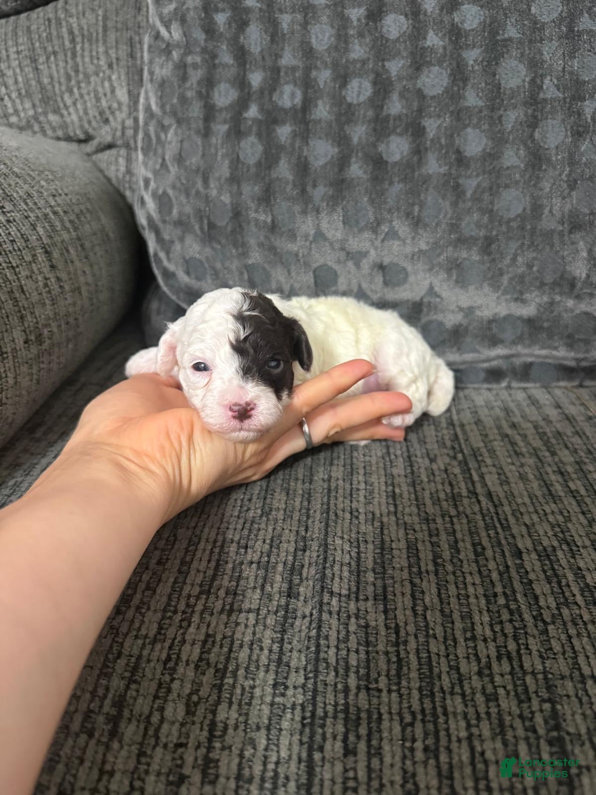 Toy Poodle dogs Toy Poodle 2 - Ad 36