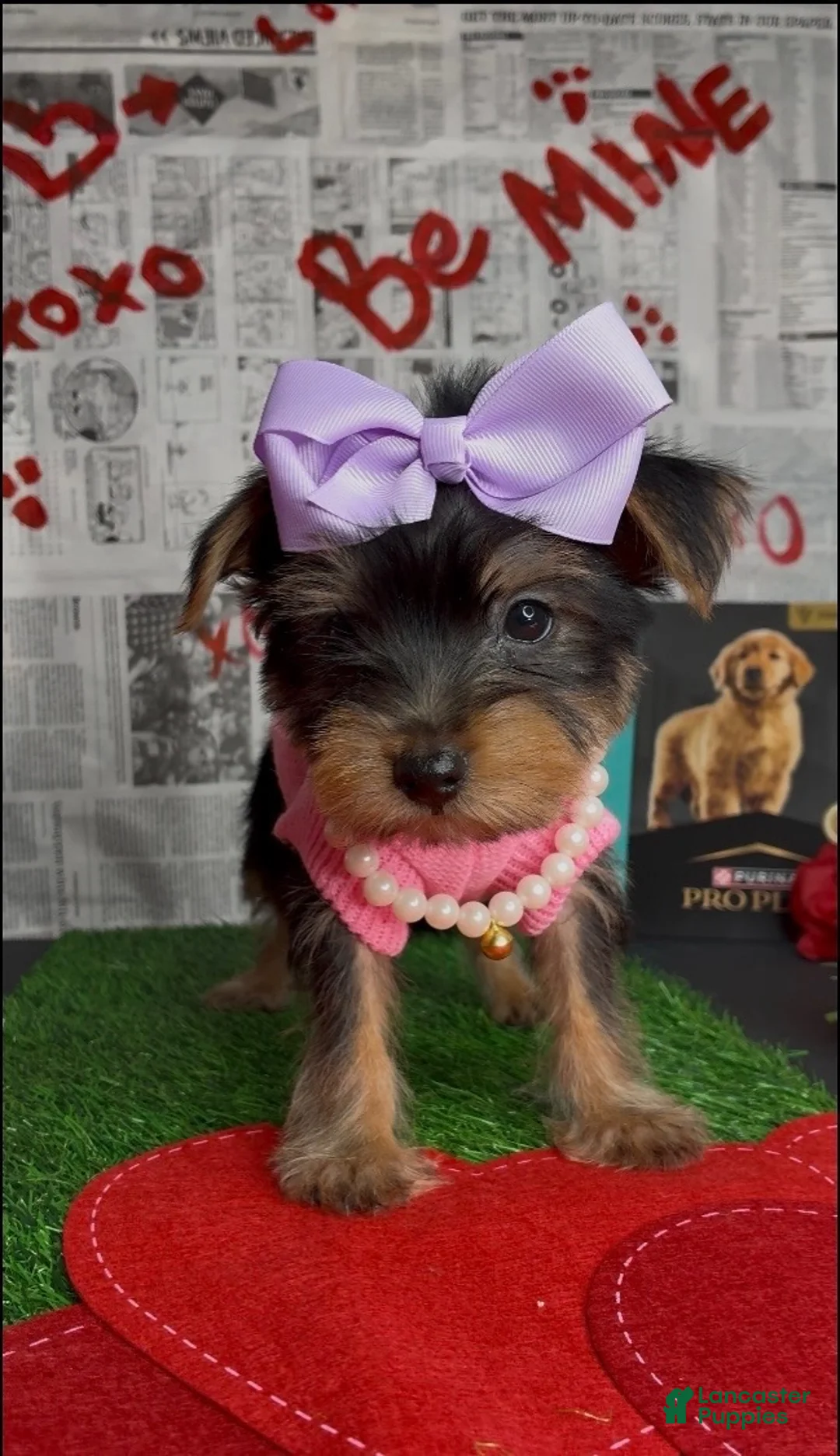 Yorkshire Terrier dogs for sale: Chloe - Ad 10