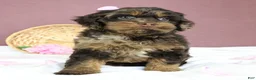 Cockapoo dogs for sale: Magdalena 🍓 - Ad 6