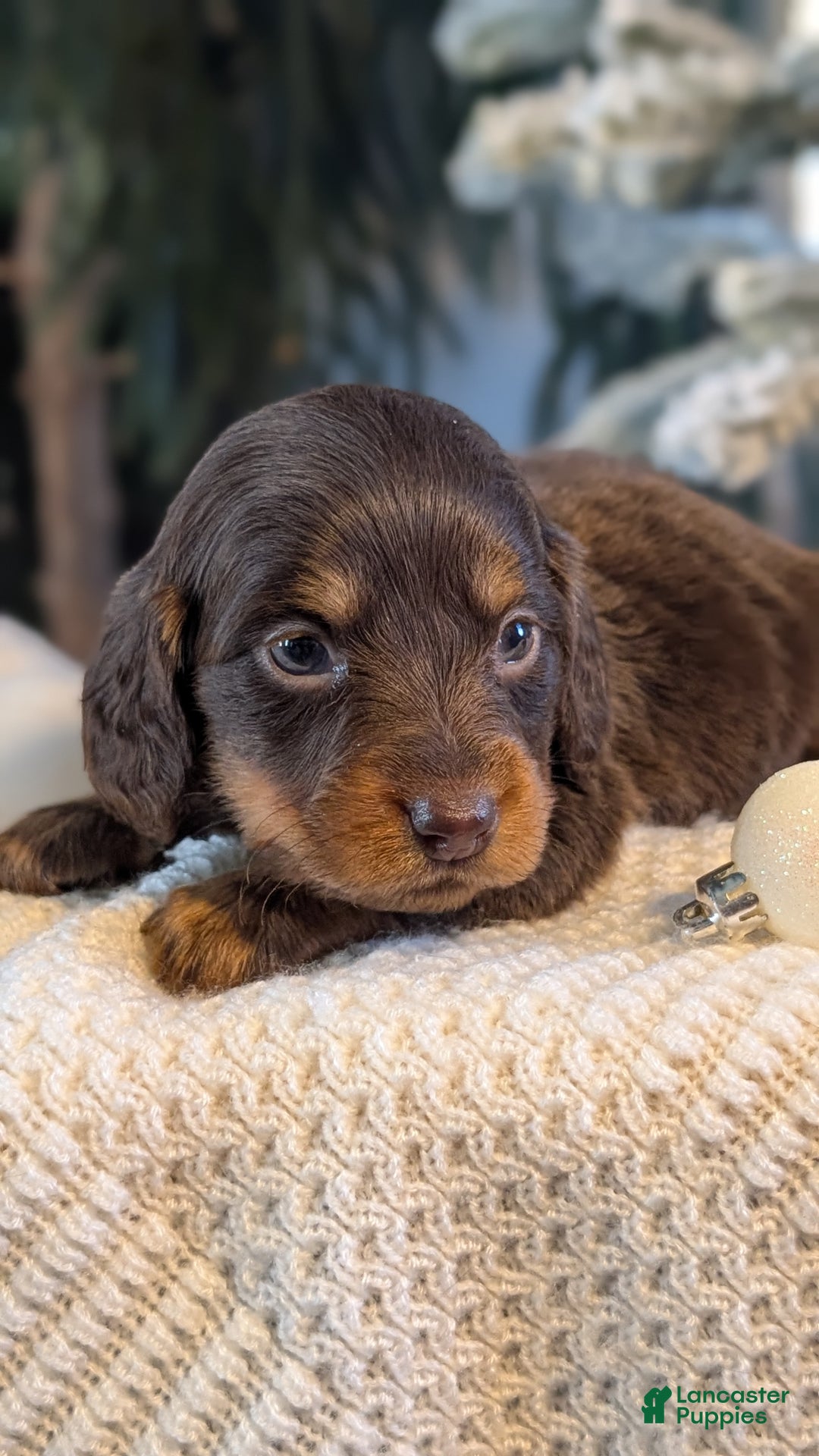 Miniature Dachshund dogs for sale: Ivy - Ad 3