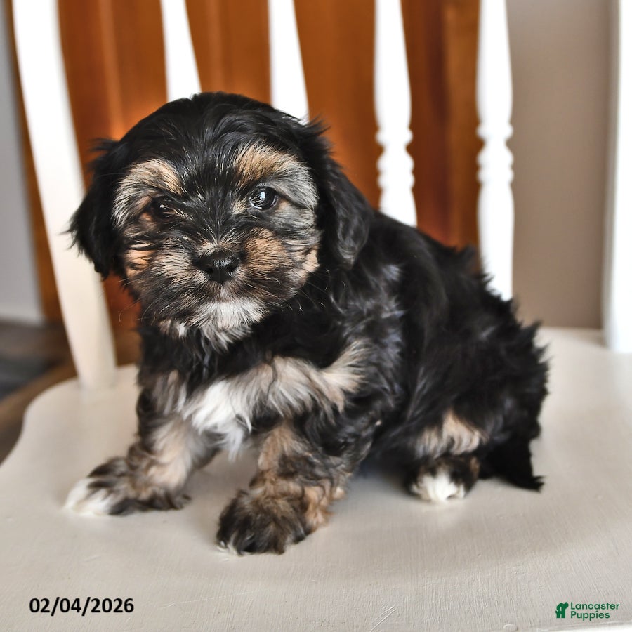 Morkie dogs Blossom - Ad 2