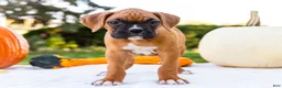 Boxer dogs for sale: Oscar Boxer - Ad 1