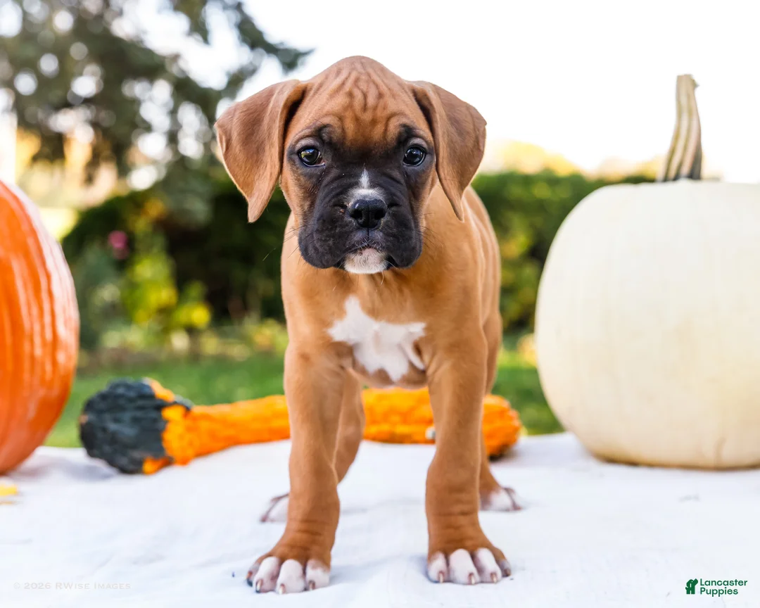 Boxer dogs for sale: Oscar Boxer - Ad 1