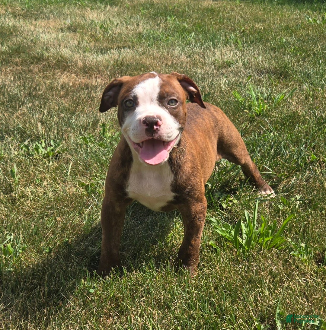 Bullmastiff Attitude Boerboels Big Bullmastiff Dogs New Arrivals