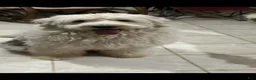 Old English Sheepdog dogs for sale: Old English Sheepdog 2 - Ad 4