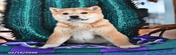 Shiba Inu dogs for sale: Rosanna - Ad 3