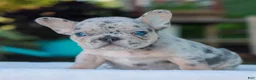 French Bulldog dogs for sale: Davis  - Ad 3