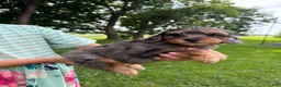 Mini Aussiedoodle dogs for sale: Iris - Ad 2