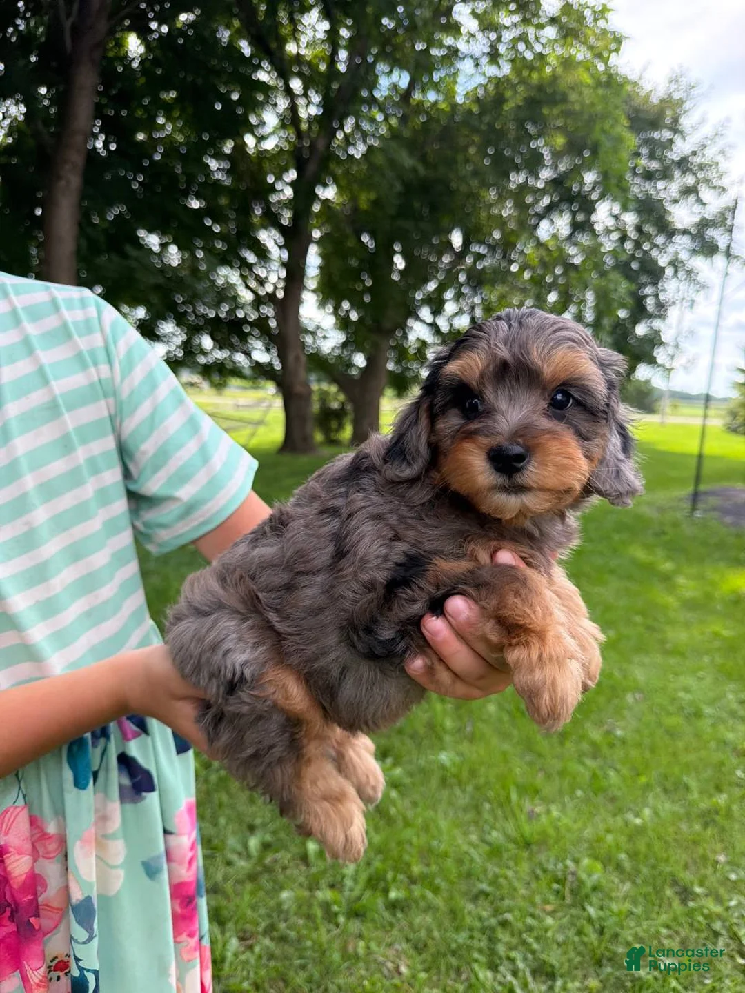 Mini Aussiedoodle dogs for sale: Iris - Ad 2