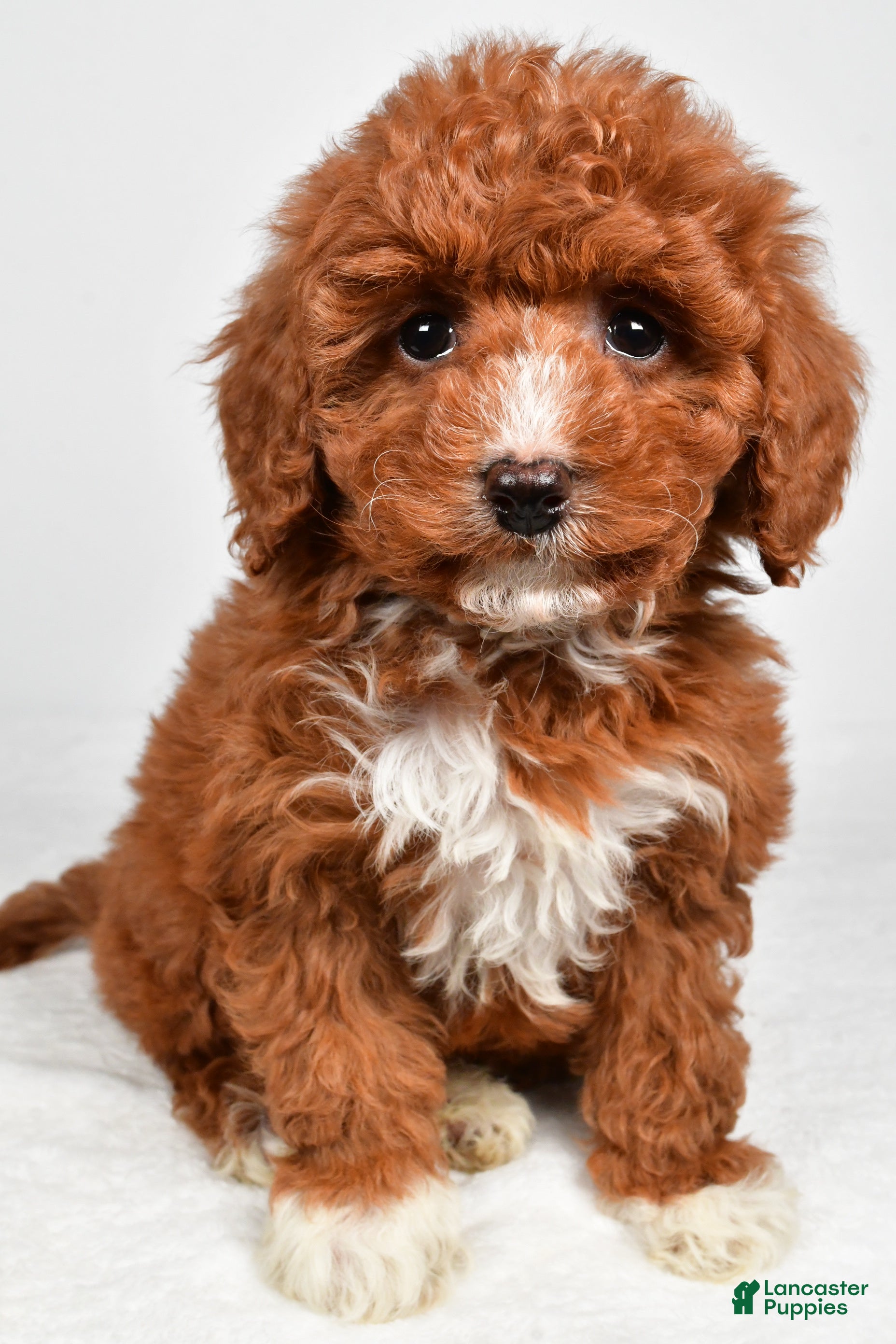 Cavapoo dogs Harper - Ad 2