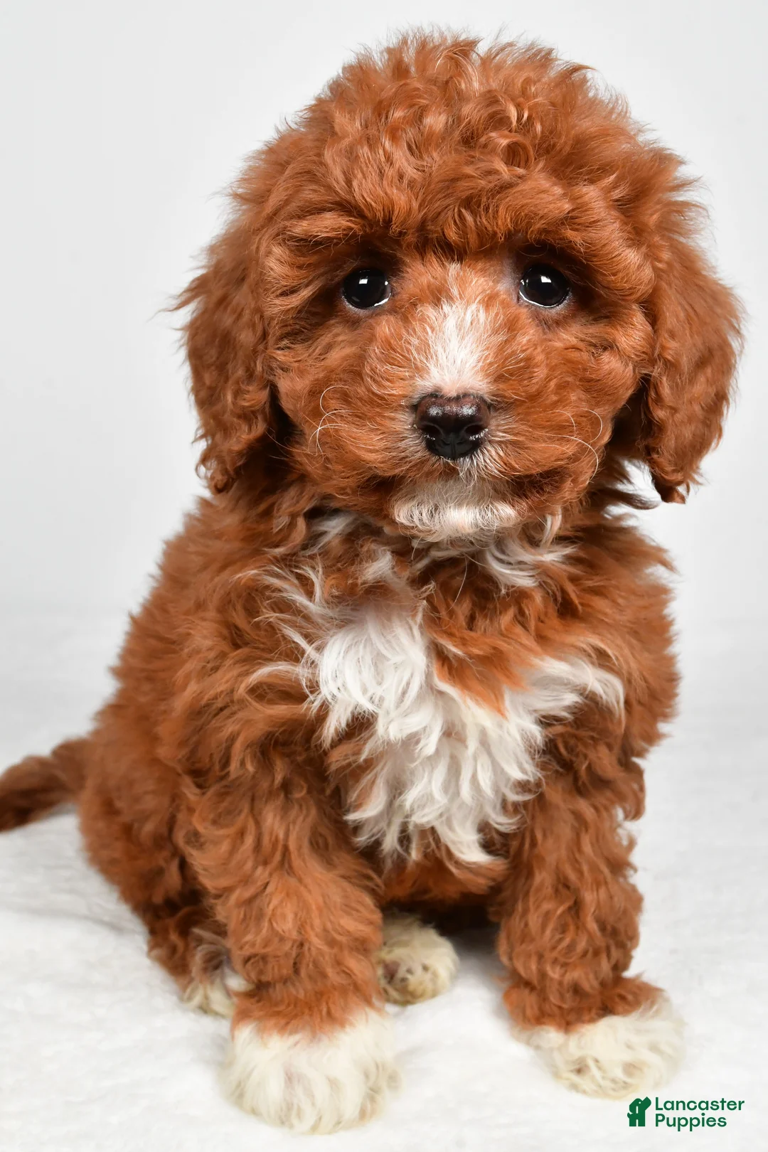 Cavapoo dogs for sale: Harper - Ad 2