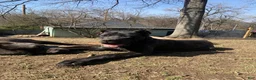 Cane Corso dogs for sale: Cane Corso 2 - Ad 3