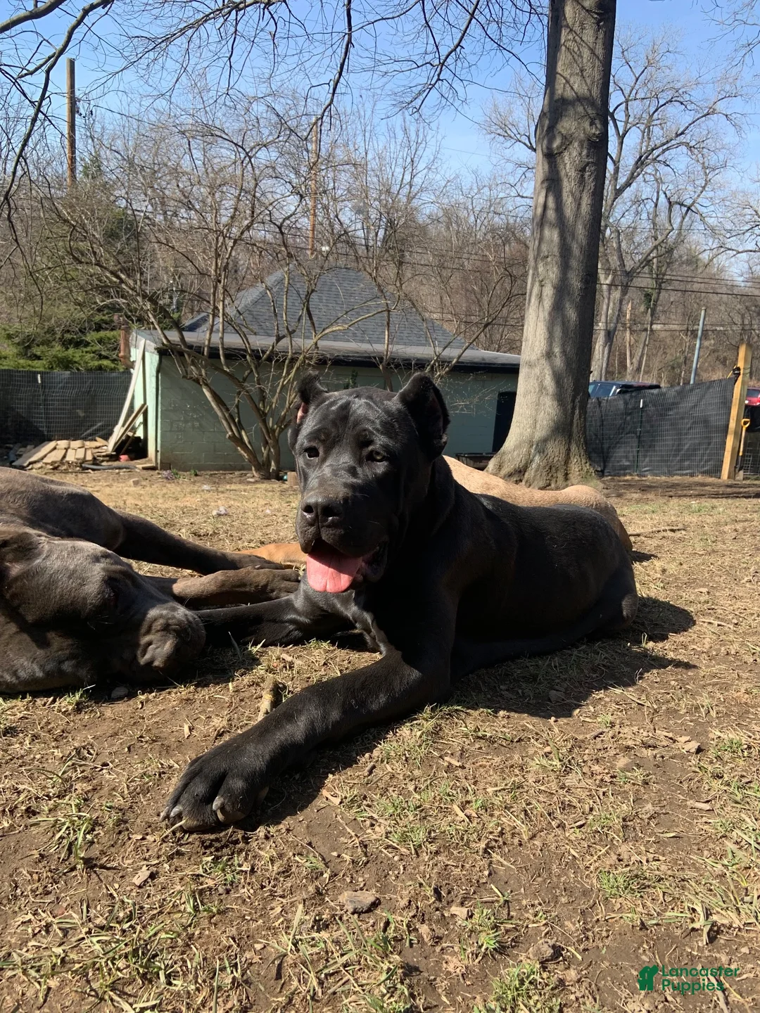 Cane Corso dogs for sale: Cane Corso 4 - Ad 2