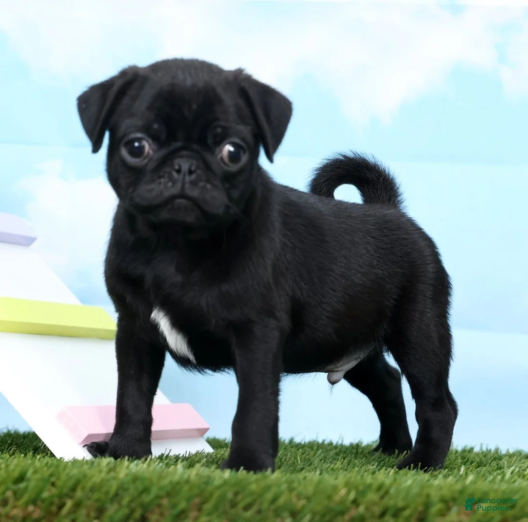 Pug dogs for sale: Ziggy - Ad 1