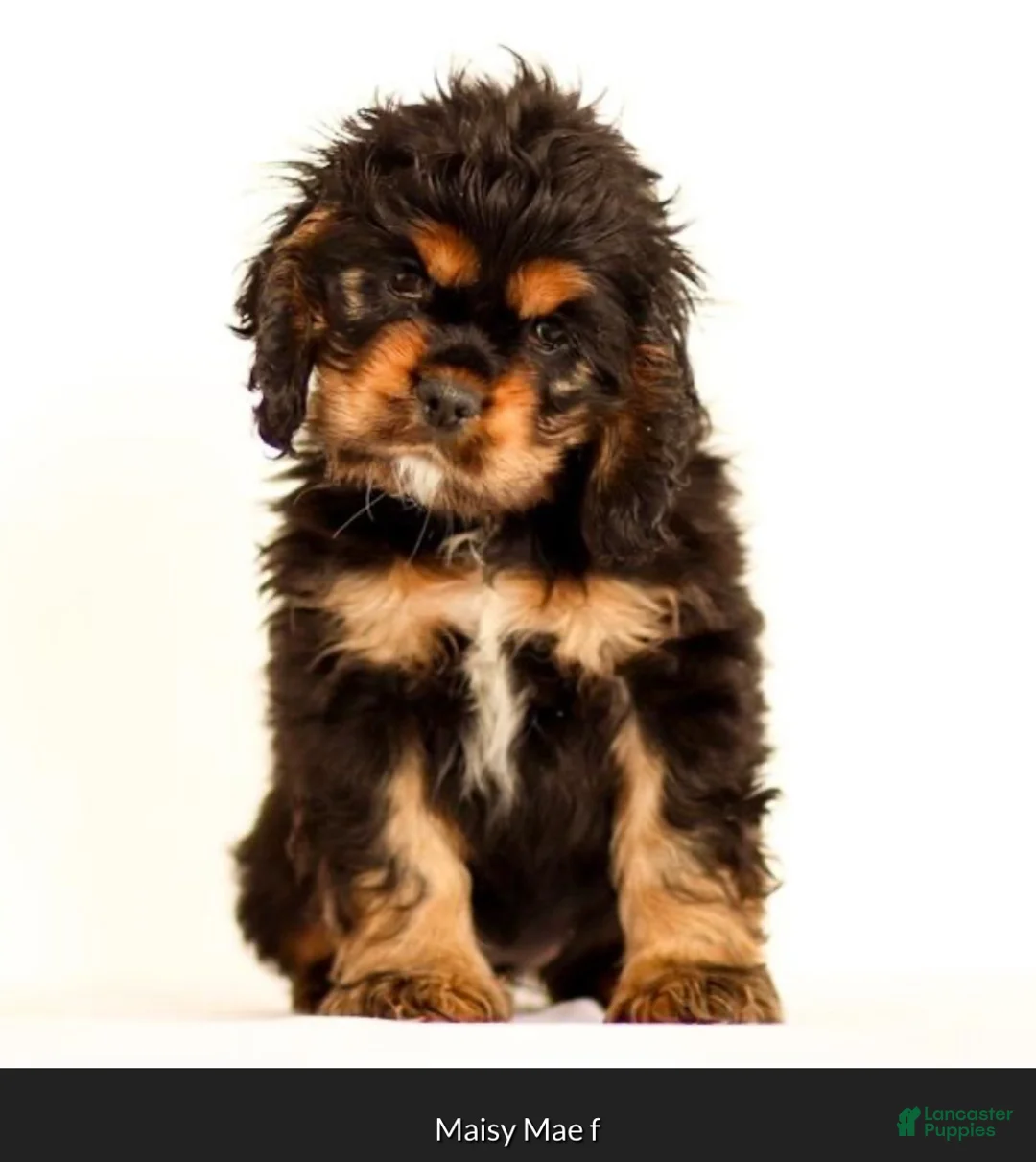 Cocker Spaniel dogs for sale: Rosebud🐾❤️Genetic Health Tested AKC Registered❤️Text or Call 717-319-4781 - Ad 2