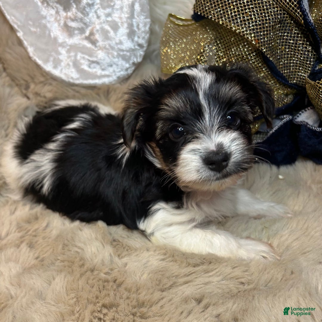 Mixed Breed dogs for sale: Dylan  - Ad 3