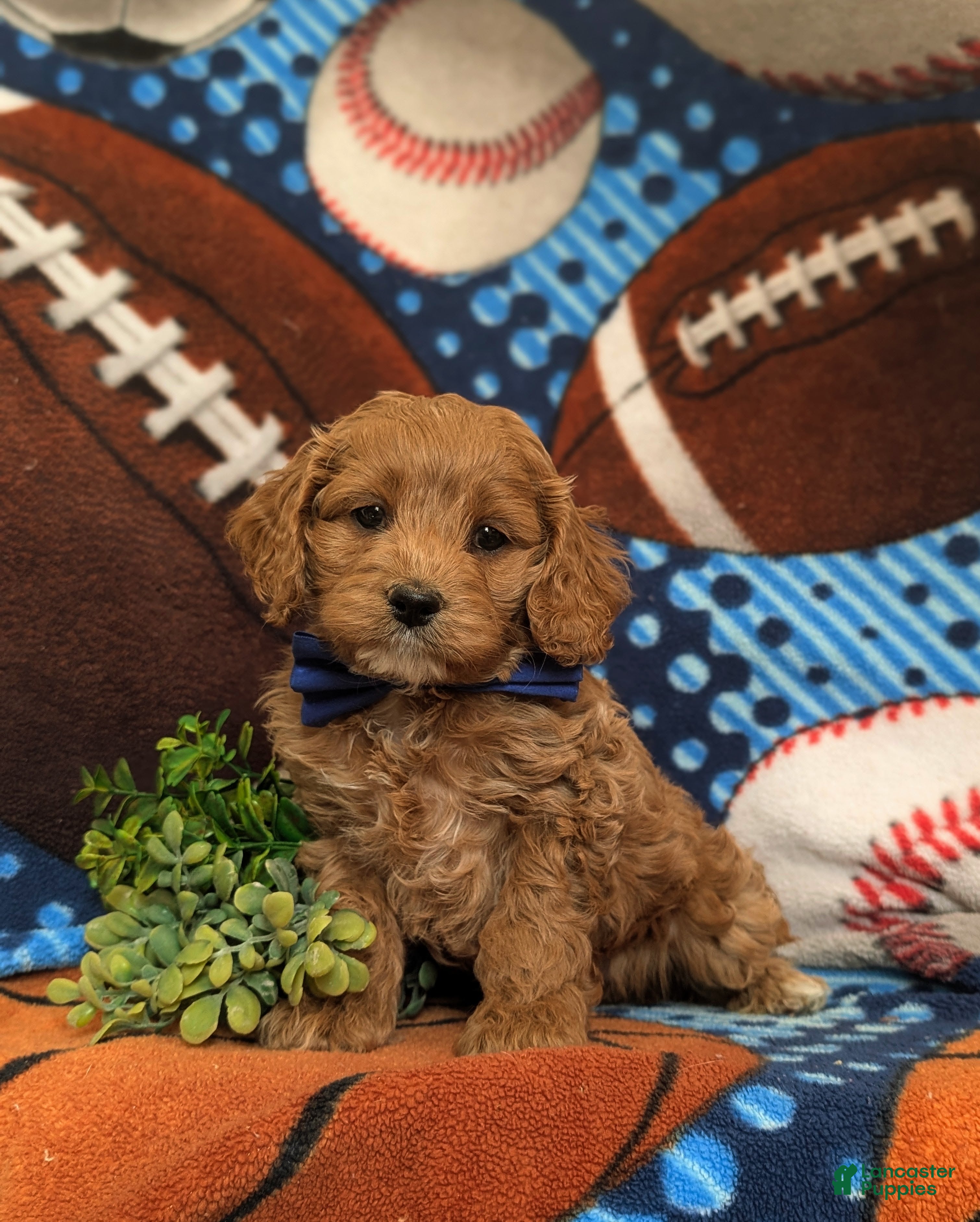 Cockapoo dogs Keefer - Ad 1