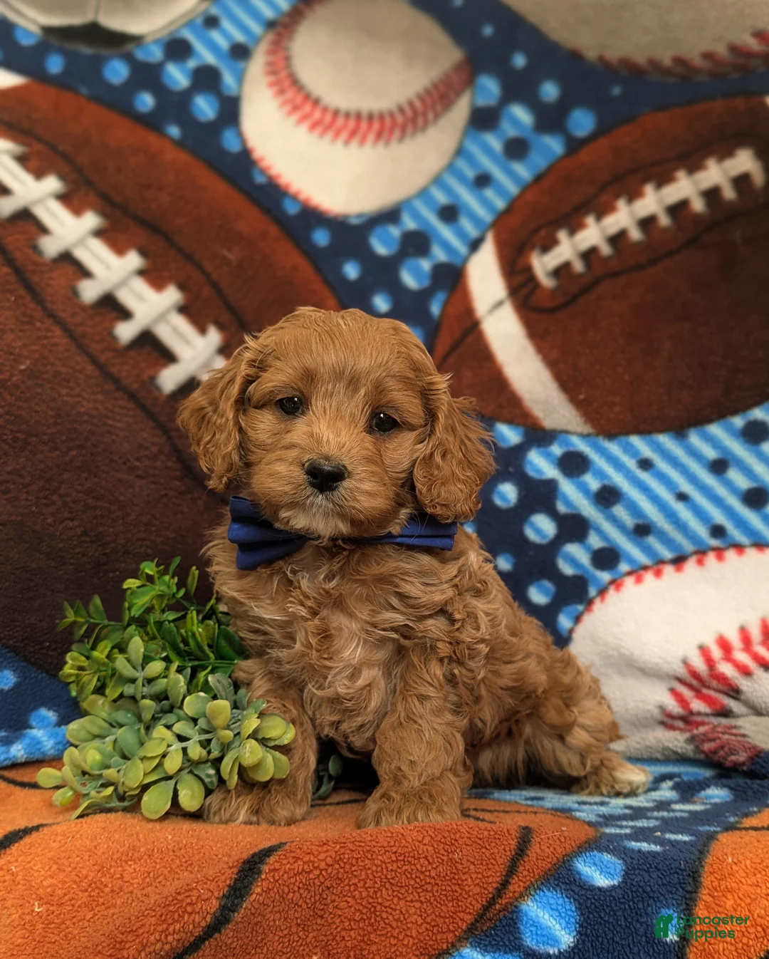 Cockapoo dogs for sale: Keefer - Ad 1