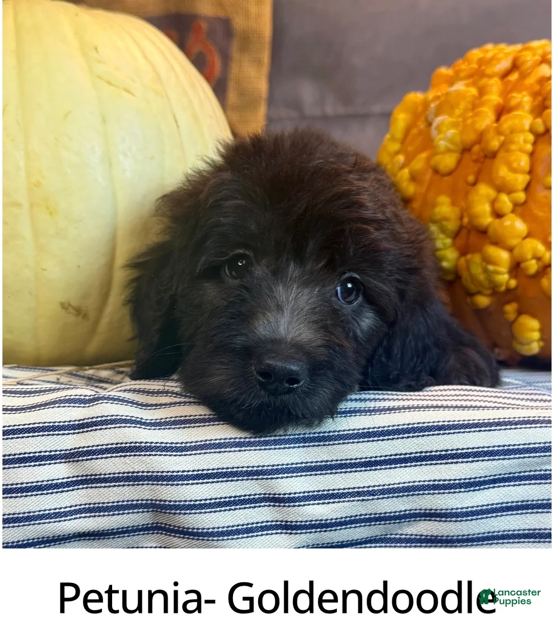 Goldendoodle dogs for sale: Petunia  - Ad 1