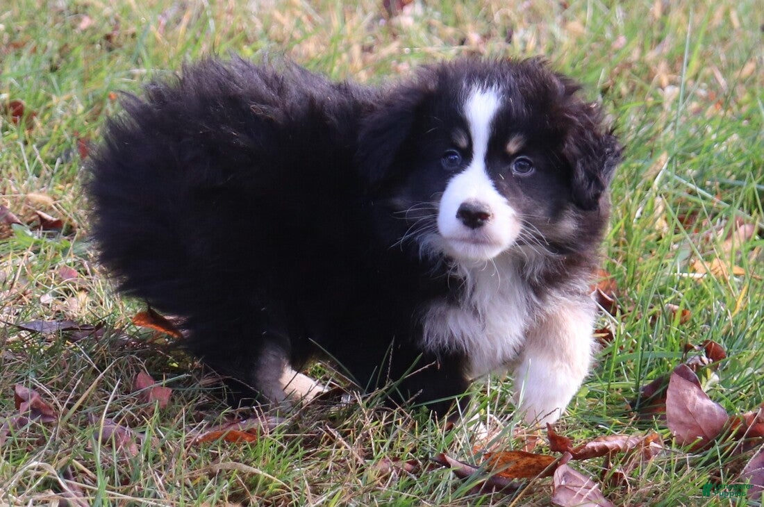 Miniature Australian Shepherd dogs Black Tri Male - Ad 17