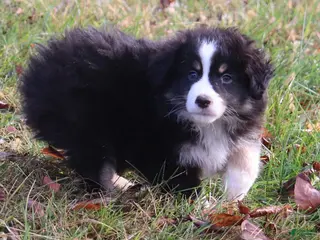 Miniature Australian Shepherd dogs Black Tri Male - Ad 17