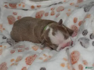 Boston Terrier dogs Olive - Ad 5