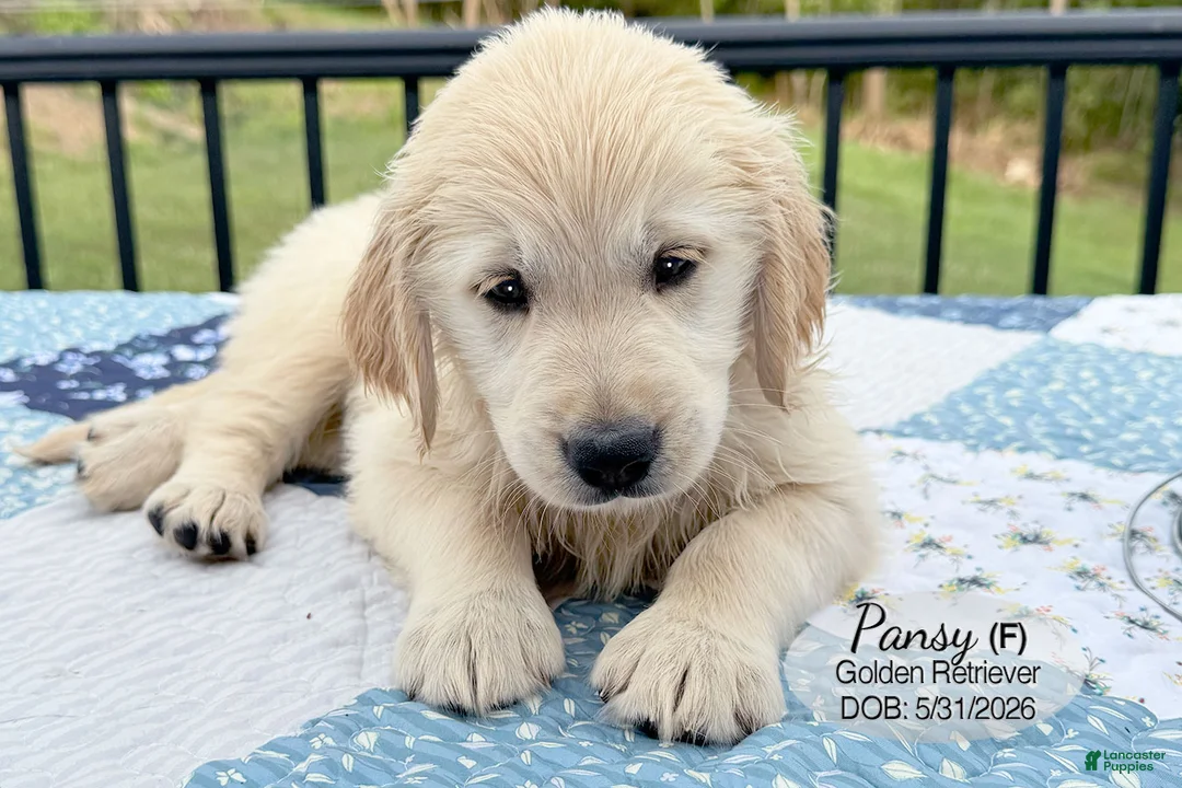 Golden Retriever dogs for sale: Pansy - Ad 3