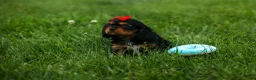 Cavalier King Charles Spaniel dogs for sale: Romeo 🐶 - Ad 13