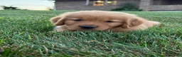 Golden Retriever dogs for sale: Milo - Ad 4