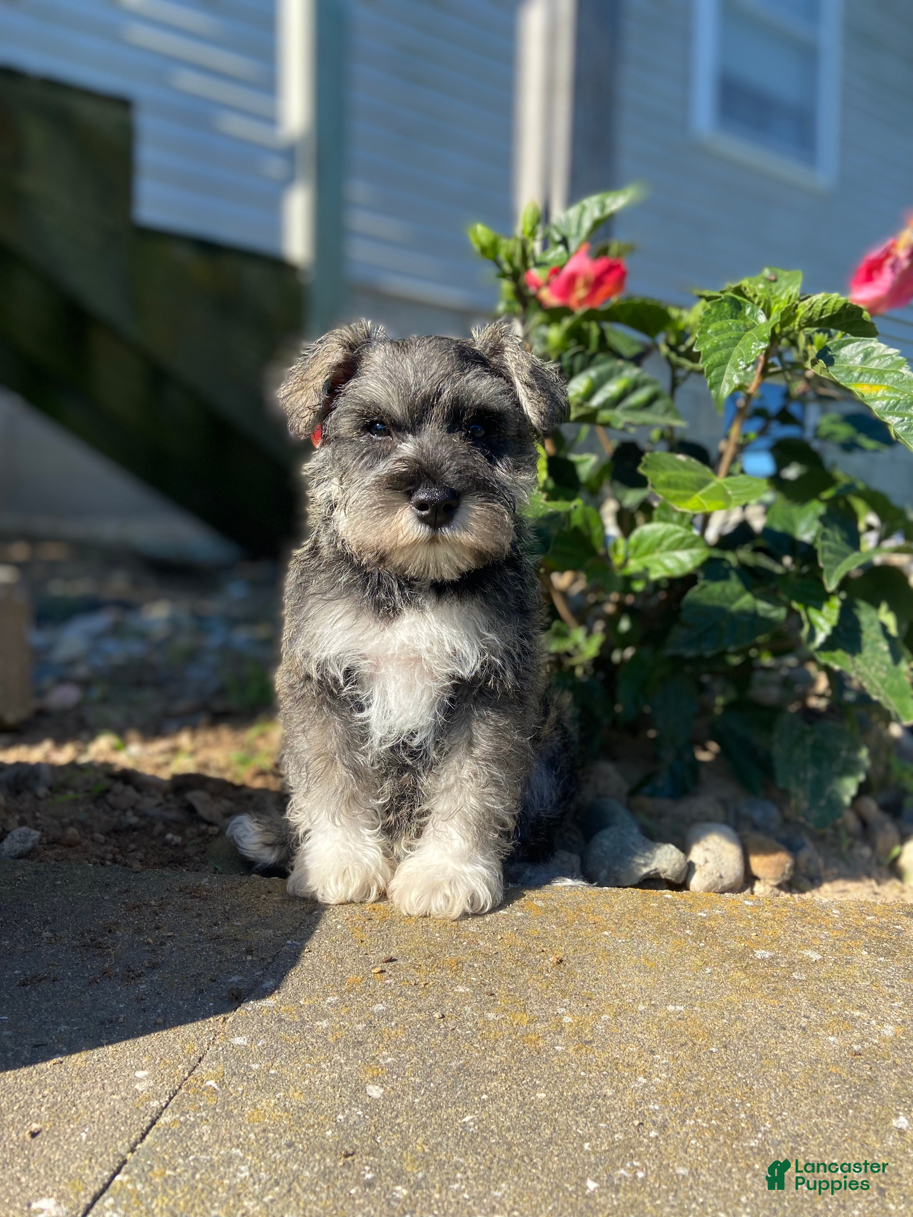 Miniature Schnauzer dogs Garrett - Ad 1