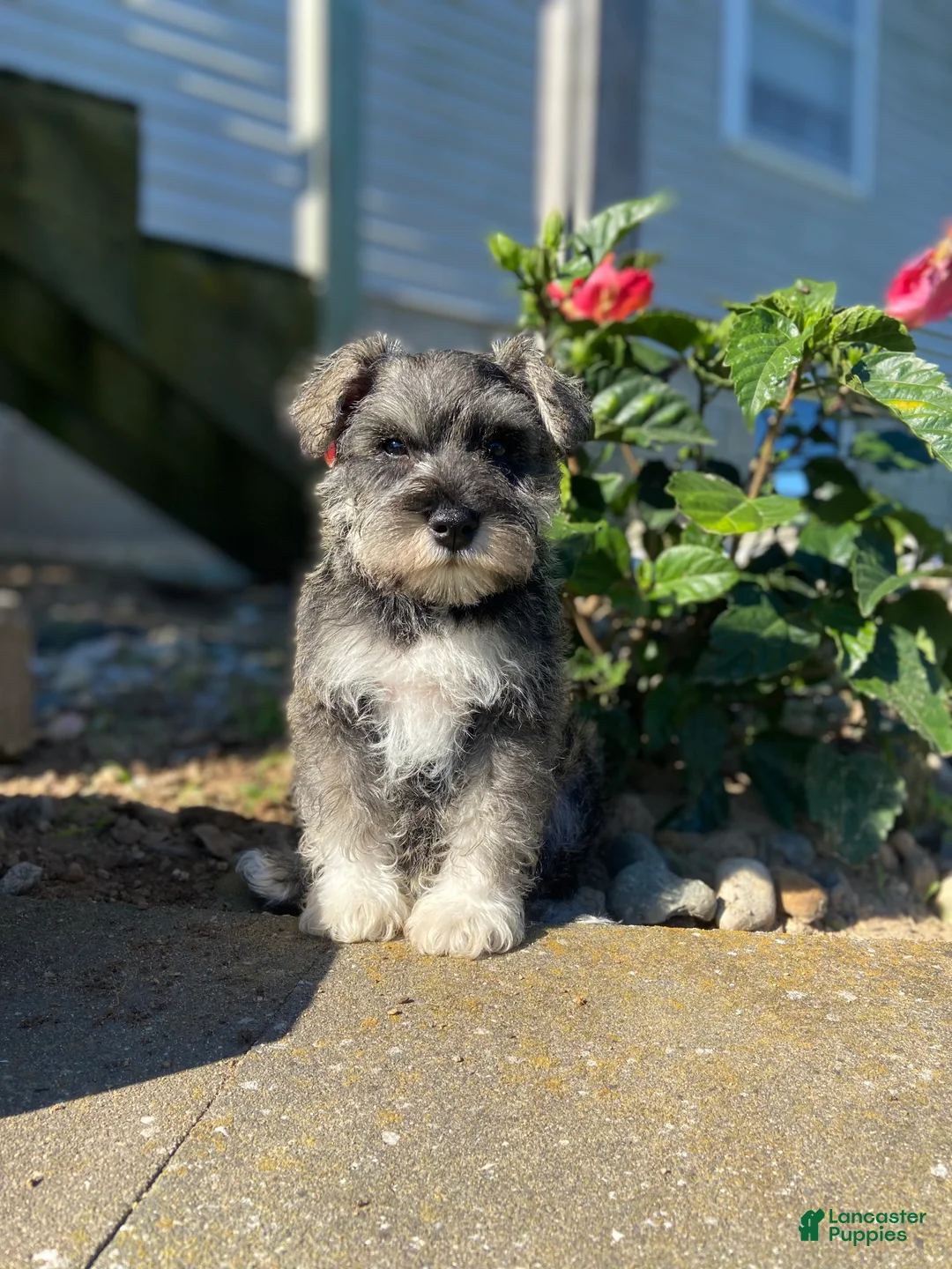 Miniature Schnauzer dogs for sale: Garrett - Ad 1