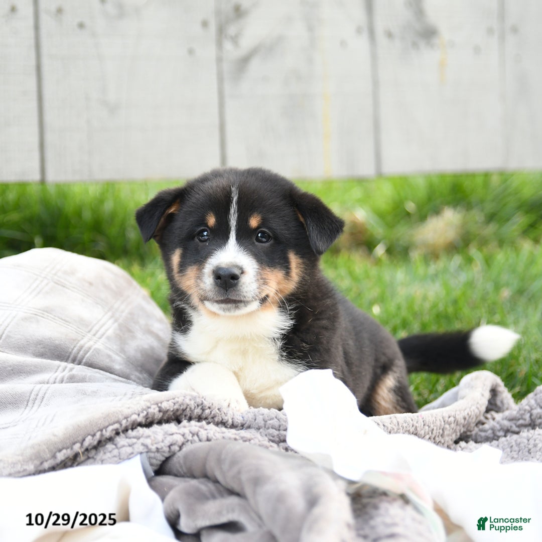 Mixed Breed dogs for sale: Moki - Ad 4