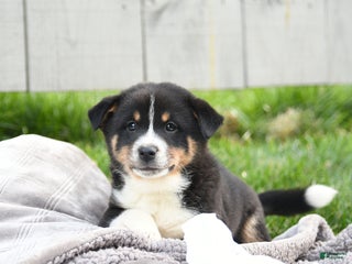 Mixed Breed dogs - Ad 9