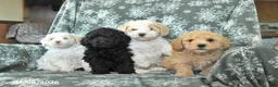 Toy Poodle dogs for sale: Peach  - Ad 3