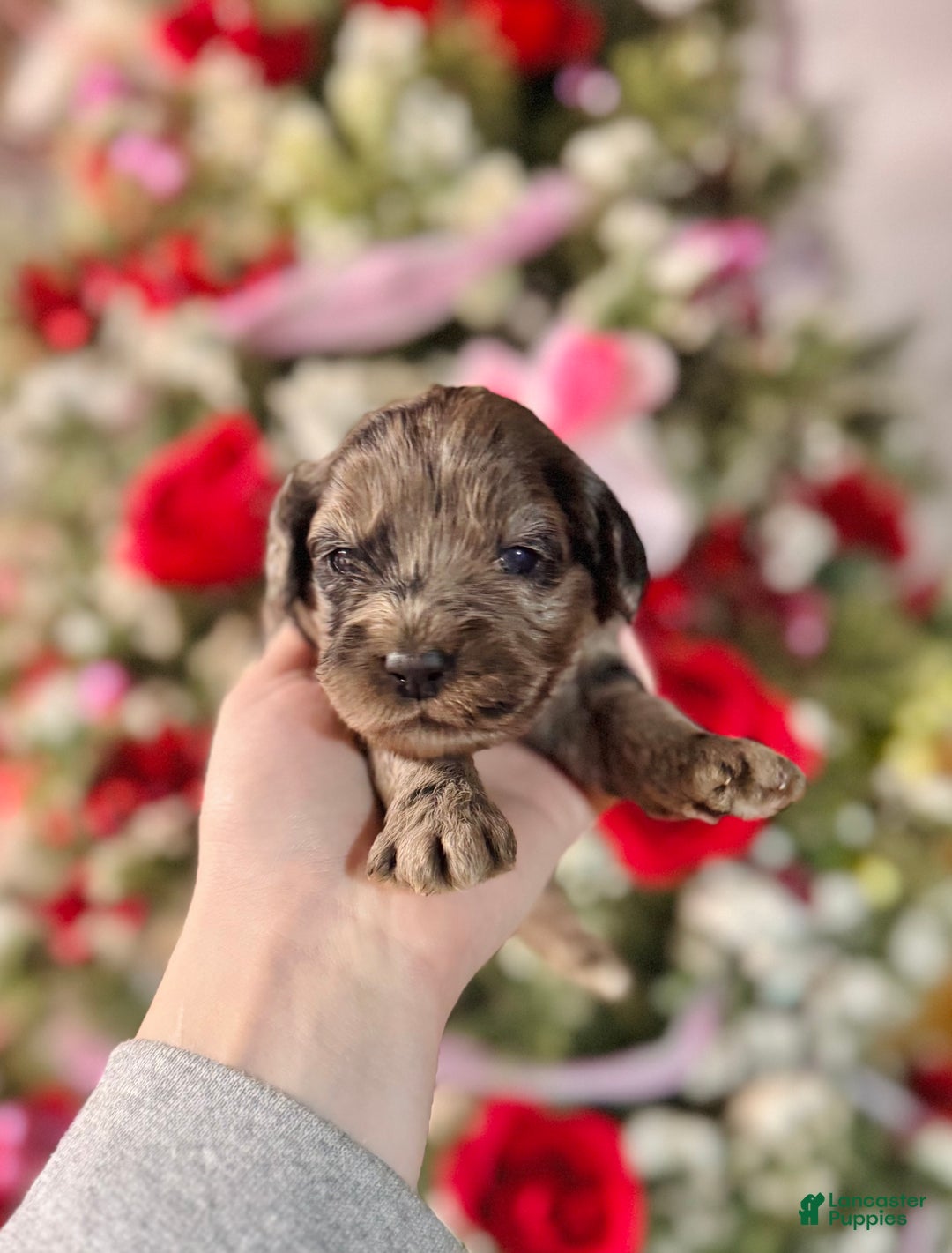 Cockapoo dogs for sale: Cockapoo Puppy 6 - Ad 1